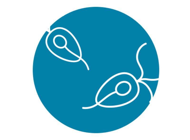 Trichomoniasis